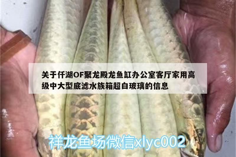 我的虎魚真菌感染了要怎么處理 關于仟湖OF聚龍殿龍魚缸辦公室客廳家用高級中大型底濾水族箱超白玻璃的信息 仟湖 關于仟湖OF聚龍殿龍魚缸辦公室客廳家用高級中大型底濾水族箱超白玻璃的信息 關于仟湖OF聚龍殿龍魚缸辦公室客廳家用高級中大型底濾水族箱超白玻璃的信息 仟湖
