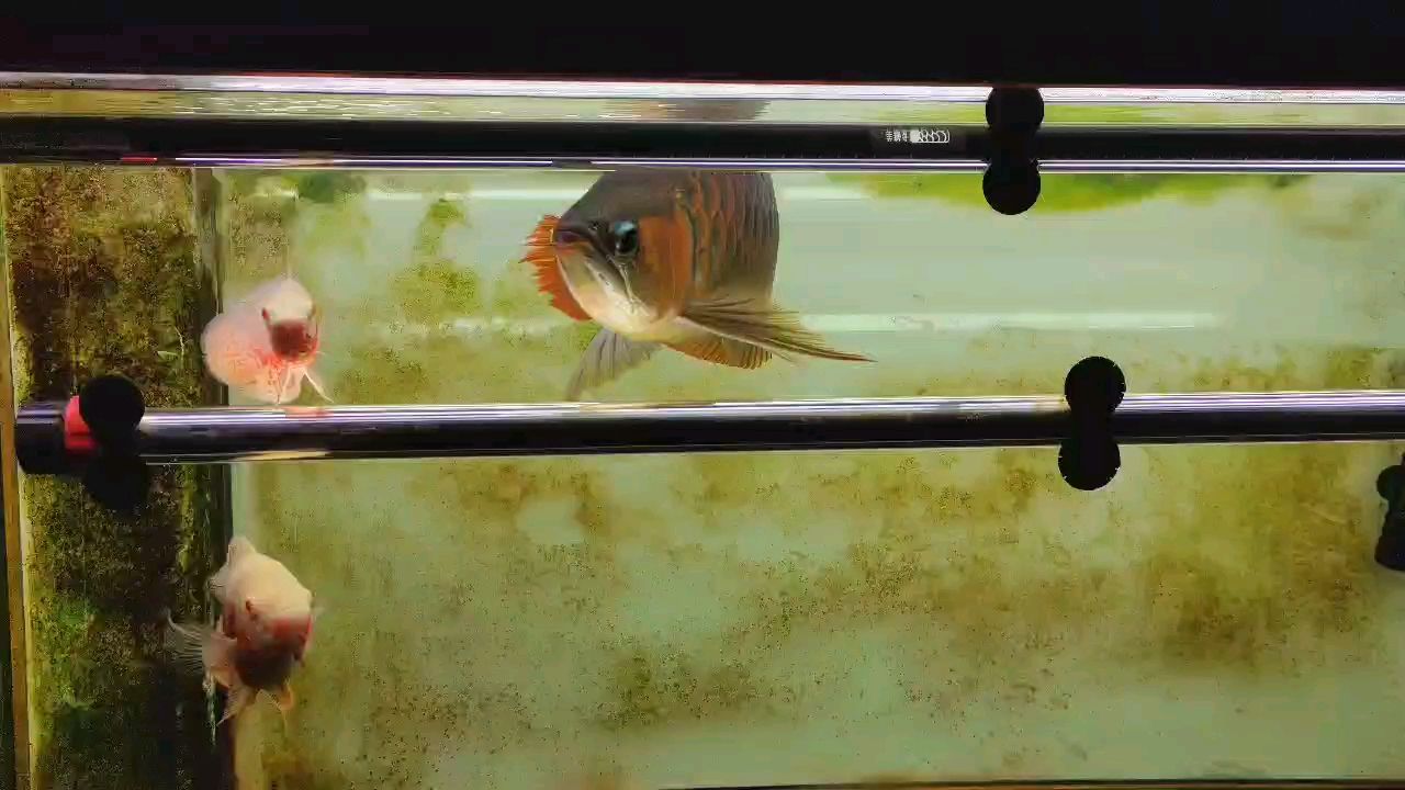 四年六個月 四年六個月 龍魚論壇