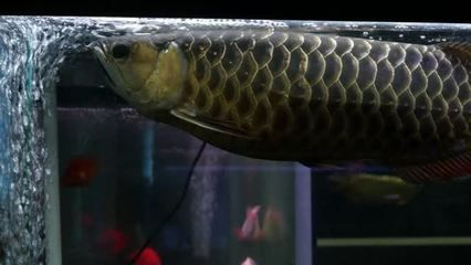 金龍魚品種多樣性介紹：常見的金龍魚品種及其特點介紹