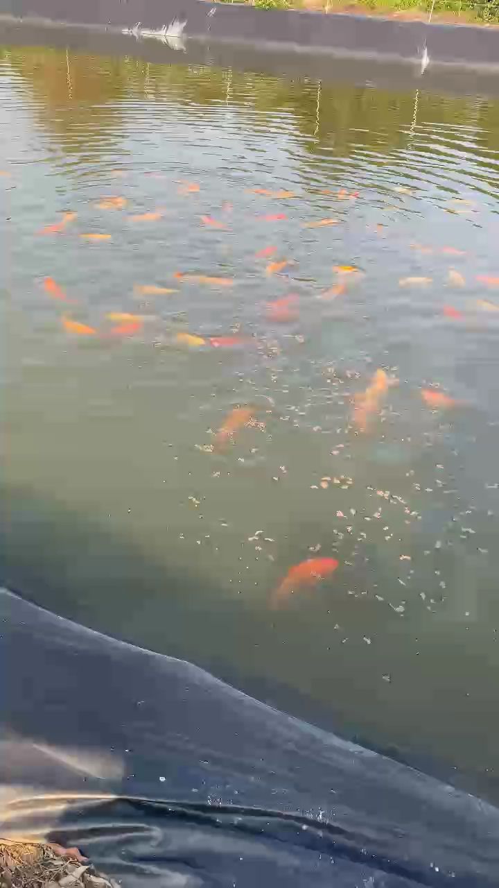 小西芥子錦鯉