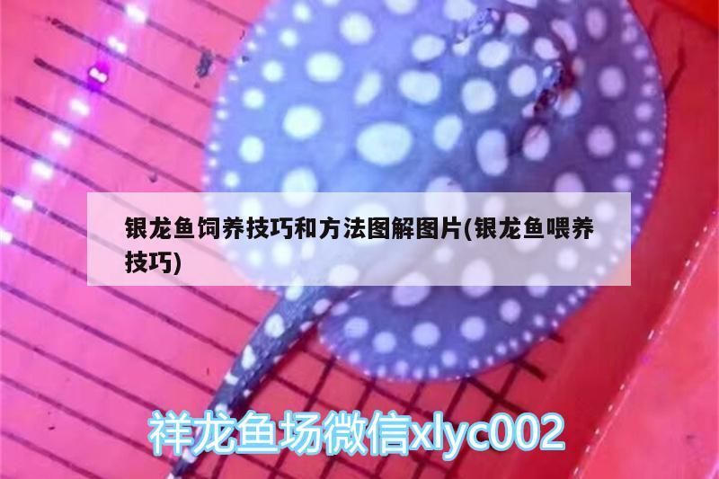 銀龍魚飼養(yǎng)技巧和方法圖解圖片(銀龍魚喂養(yǎng)技巧)