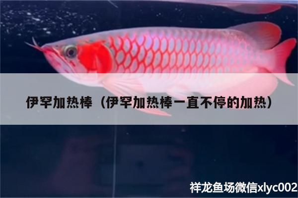 伊罕加熱棒（伊罕加熱棒一直不停的加熱） 伊罕加熱棒（伊罕加熱棒一直不停的加熱） 伊罕水族