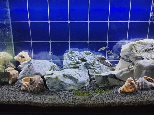 如何通過運營商查詢電話號碼歸屬地?,皇家火箭魚哪個品種最珍貴皇家火箭魚價格范圍是多少 龍魚百科 第2張 如何通過運營商查詢電話號碼歸屬地?,皇家火箭魚哪個品種最珍貴皇家火箭魚價格范圍是多少 如何通過運營商查詢電話號碼歸屬地?,皇家火箭魚哪個品種最珍貴皇家火箭魚價格范圍是多少 龍魚百科 第2張