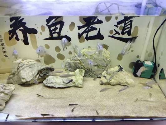 40魚缸養什么魚好：魚缸養魚的注意事項