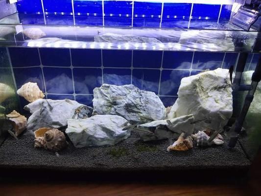 40魚缸養什么魚好：魚缸養魚的注意事項