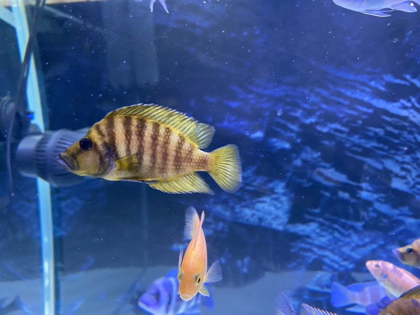 邯鄲魚缸廠家電話號碼多少啊（ 邯鄲哪里有賣水缸的）