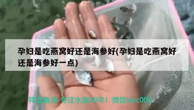 孔雀魚和龍魚混養可以嗎圖片欣賞（龍魚和什么魚一起混養）