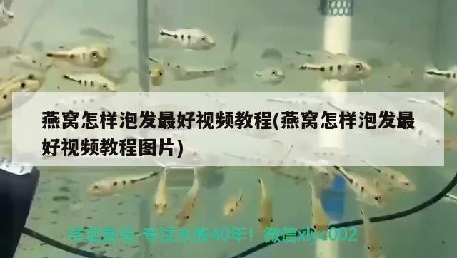 孔雀魚和龍魚混養可以嗎圖片欣賞（龍魚和什么魚一起混養）