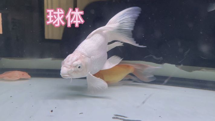 蝴蝶鯉普身好還是球體好（蝴蝶鯉普身與球體優劣對比） 蝴蝶鯉普身好還是球體好（蝴蝶鯉普身與球體優劣對比） 蝴蝶鯉百科 第2張