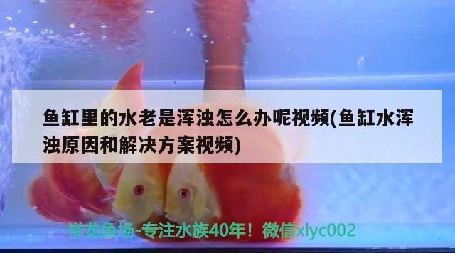 魚缸里的水老是渾濁怎么辦呢視頻(魚缸水渾濁原因和解決方案視頻) 魚缸里的水老是渾濁怎么辦呢視頻(魚缸水渾濁原因和解決方案視頻) 錦鯉魚百科