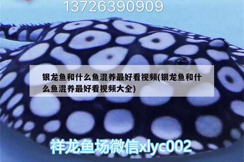 銀龍魚和什么魚混養最好看視頻(銀龍魚和什么魚混養最好看視頻大全)