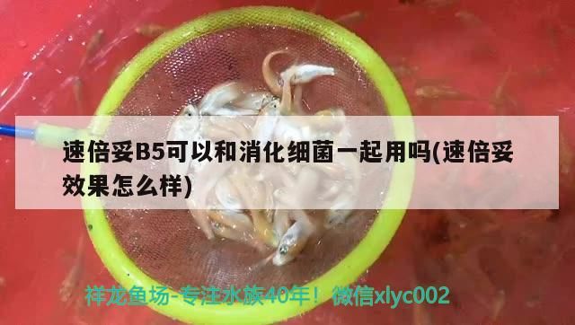 速倍妥B5可以和消化細菌一起用嗎(速倍妥效果怎么樣)