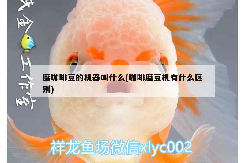 磨咖啡豆的機器叫什么(咖啡磨豆機有什么區別) 磨咖啡豆的機器叫什么(咖啡磨豆機有什么區別) 馬來西亞咖啡