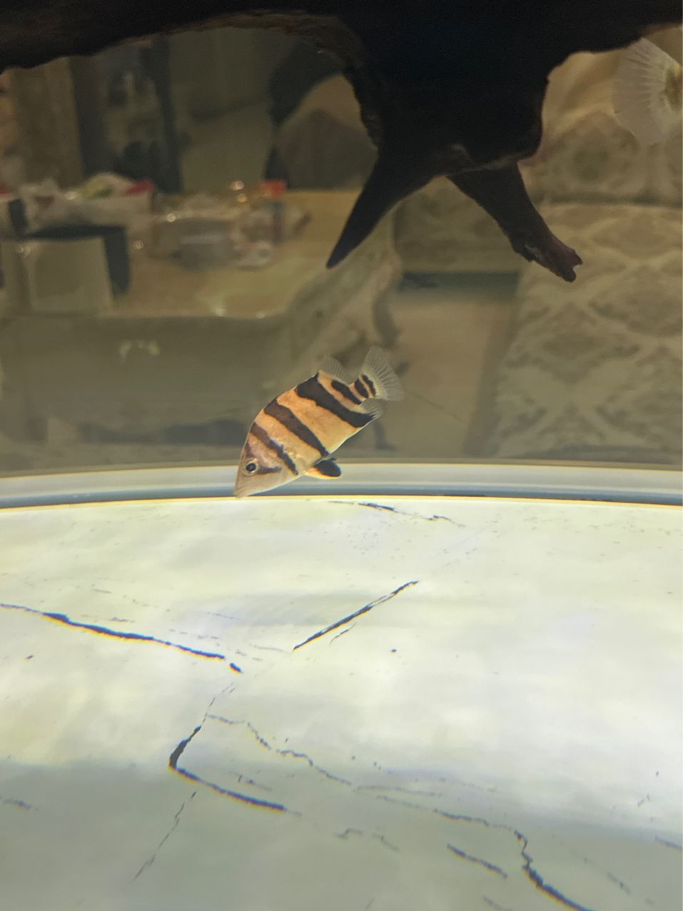 虎魚眼睛有小白點(diǎn)