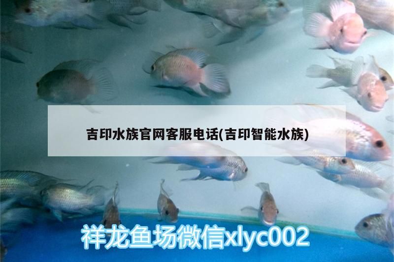 錦鯉魚 吉印水族官網(wǎng)客服電話(吉印智能水族) 吉印水族 吉印水族官網(wǎng)客服電話(吉印智能水族) 吉印水族官網(wǎng)客服電話(吉印智能水族) 吉印水族