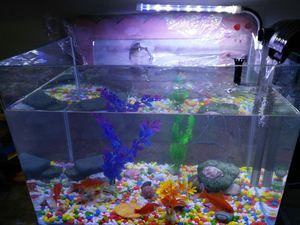 70厘米深魚缸可以養蘭壽嗎：蘭壽金魚喜歡在淺水中生活，飼養蘭壽時需要考慮到這一點 70厘米深魚缸可以養蘭壽嗎：蘭壽金魚喜歡在淺水中生活，飼養蘭壽時需要考慮到這一點 魚缸百科 第3張