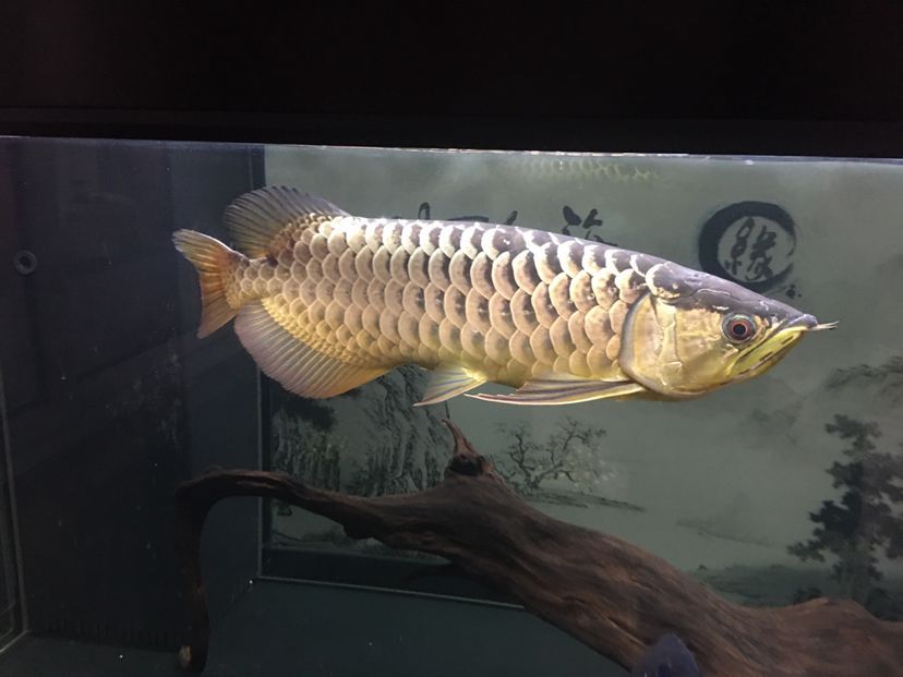 佛山魚缸清洗服務中心地址在哪里啊（家里魚缸增氧泵聲音大！想買個超靜音的增氧） 佛山魚缸清洗服務中心地址在哪里啊（家里魚缸增氧泵聲音大！想買個超靜音的增氧） 可麗愛魚缸 第2張