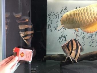 印尼虎魚適應的溫度:印尼虎魚適應溫度范圍大約為26到33攝氏度 虎魚百科 第1張 印尼虎魚適應的溫度:印尼虎魚適應溫度范圍大約為26到33攝氏度 印尼虎魚適應的溫度:印尼虎魚適應溫度范圍大約為26到33攝氏度 虎魚百科 第1張