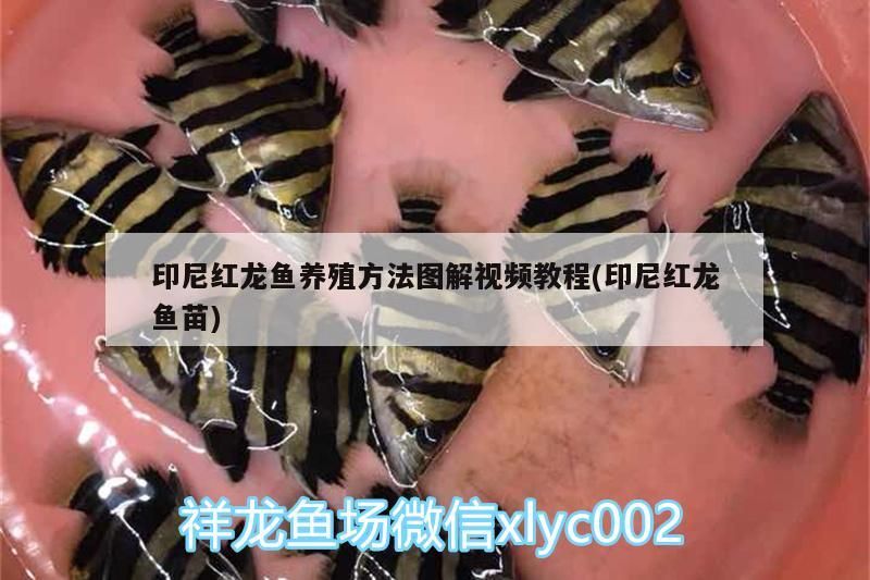 印尼紅龍魚養殖方法圖解視頻教程(印尼紅龍魚苗)