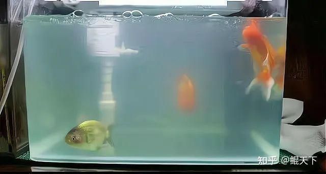 觀賞魚陸續(xù)死亡的原因（觀賞魚死亡的幾種原因） 觀賞魚陸續(xù)死亡的原因（觀賞魚死亡的幾種原因） 創(chuàng)寧水族 第3張