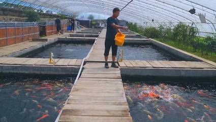 北方大棚養殖錦鯉（北方大棚養殖錦鯉的優勢與技巧）