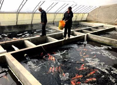 北方大棚養殖錦鯉（北方大棚養殖錦鯉的優勢與技巧）