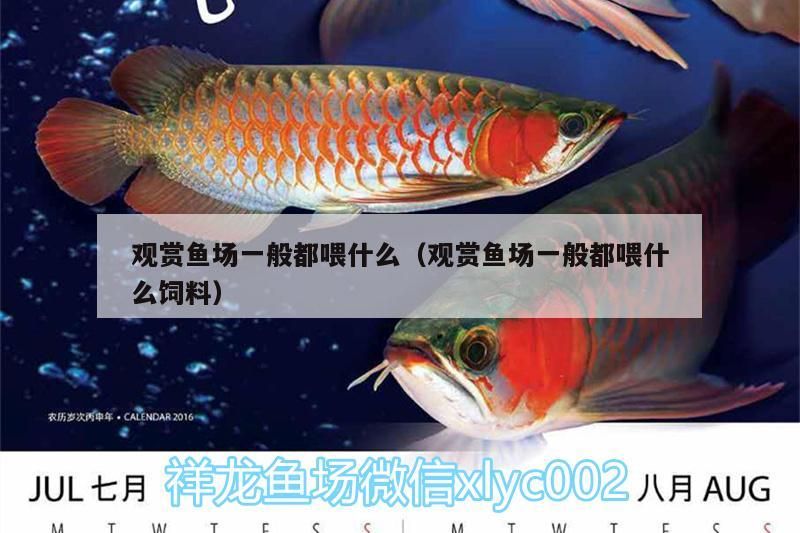 觀賞魚場一般都喂什么（觀賞魚場一般都喂什么飼料）