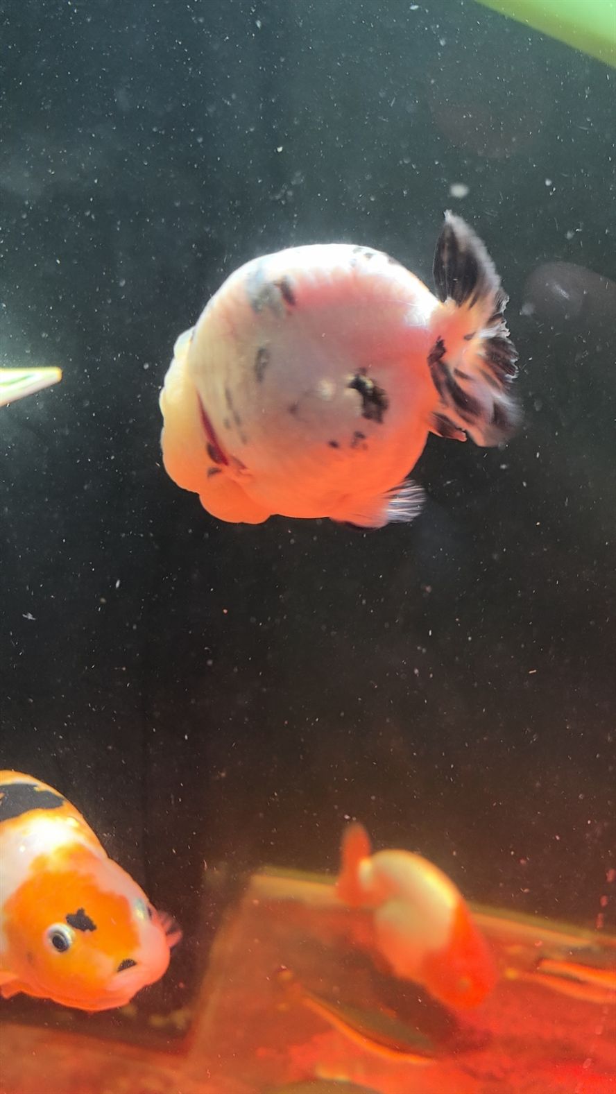 進了一條魚養了一周生病了
