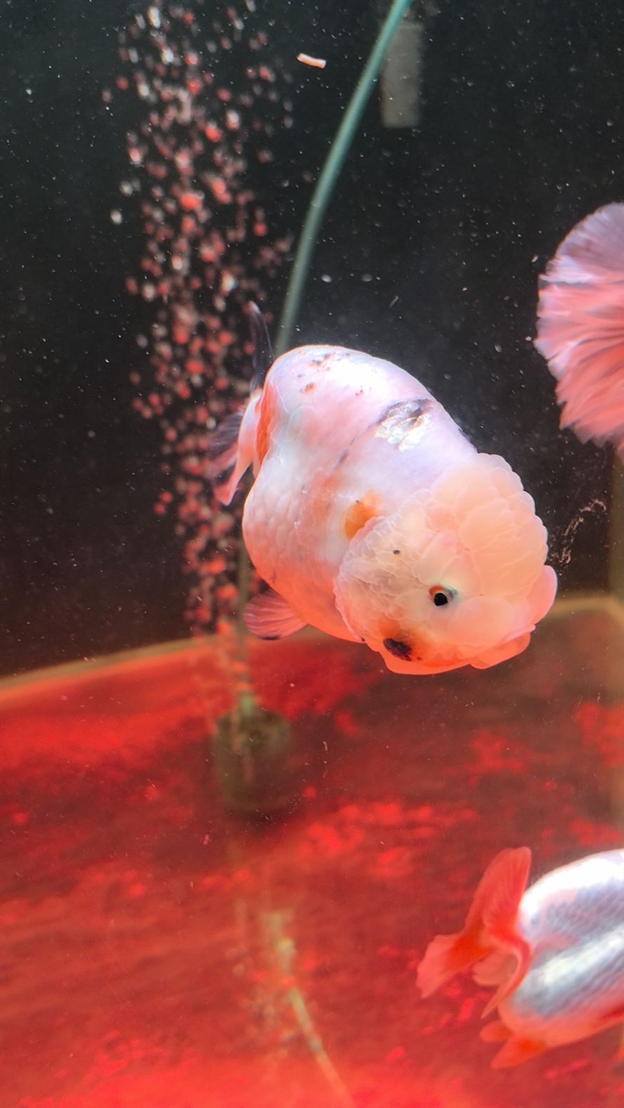 進了一條魚養了一周生病了