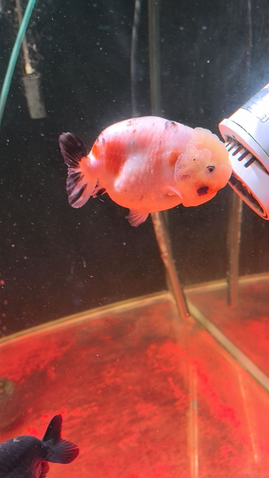 進了一條魚養了一周生病了