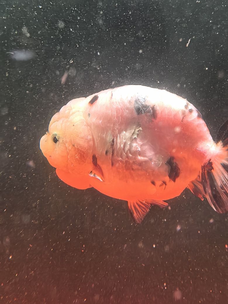 進了一條魚養了一周生病了