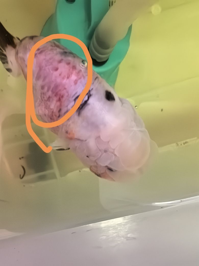 進了一條魚養了一周生病了
