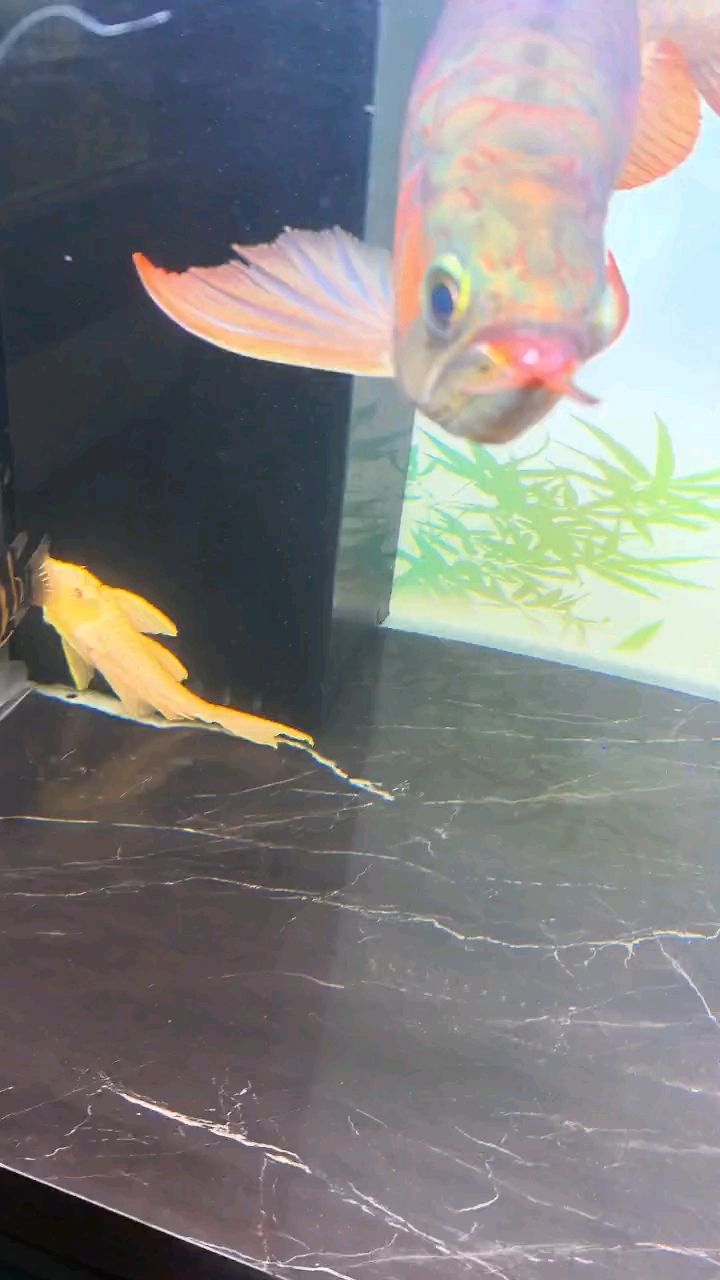 有機會滿片紅