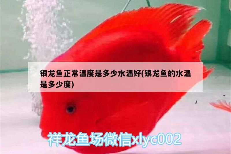 銀龍魚正常溫度是多少水溫好(銀龍魚的水溫是多少度)