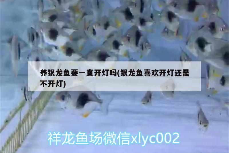 養銀龍魚要一直開燈嗎(銀龍魚喜歡開燈還是不開燈)