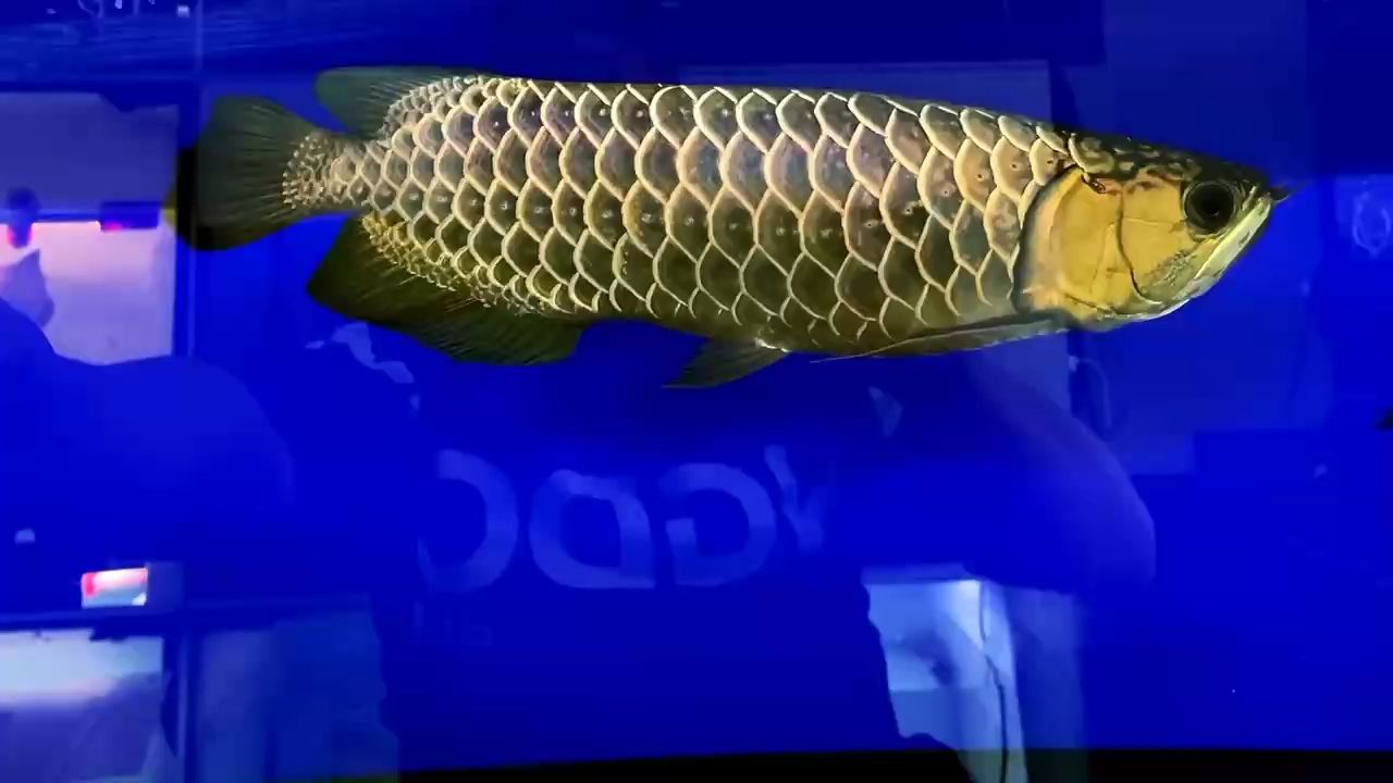 無燈拍攝，古典鯊魚嘴45公分