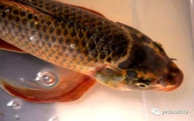龍鳳錦鯉為何不值錢（龍鳳錦鯉價格低的原因）