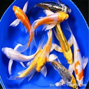 龍鳳錦鯉為何不值錢（龍鳳錦鯉價格低的原因）