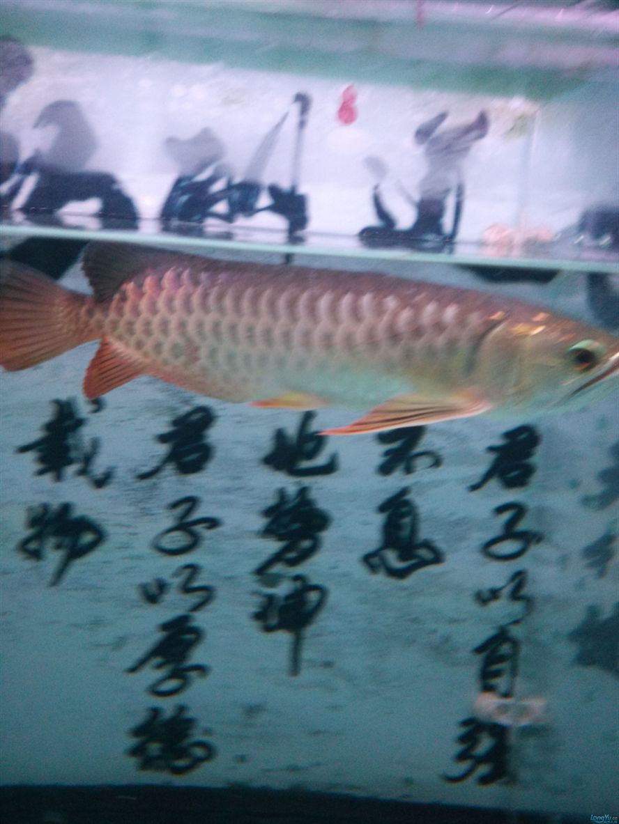 六角龍打氧應該使用哪種泵，六角龍打氧時需要注意什么