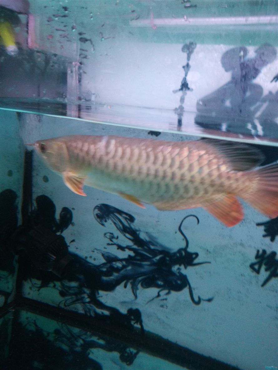 魚疼我?更疼 銀龍魚百科 第3張 魚疼我?更疼 魚疼我?更疼 銀龍魚百科 第3張