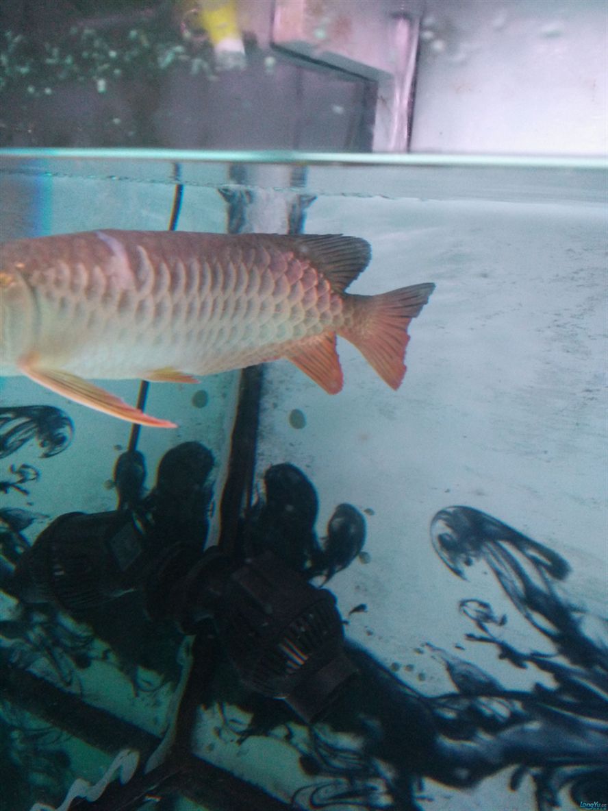 魚疼我?更疼 銀龍魚百科 第4張 魚疼我?更疼 魚疼我?更疼 銀龍魚百科 第4張