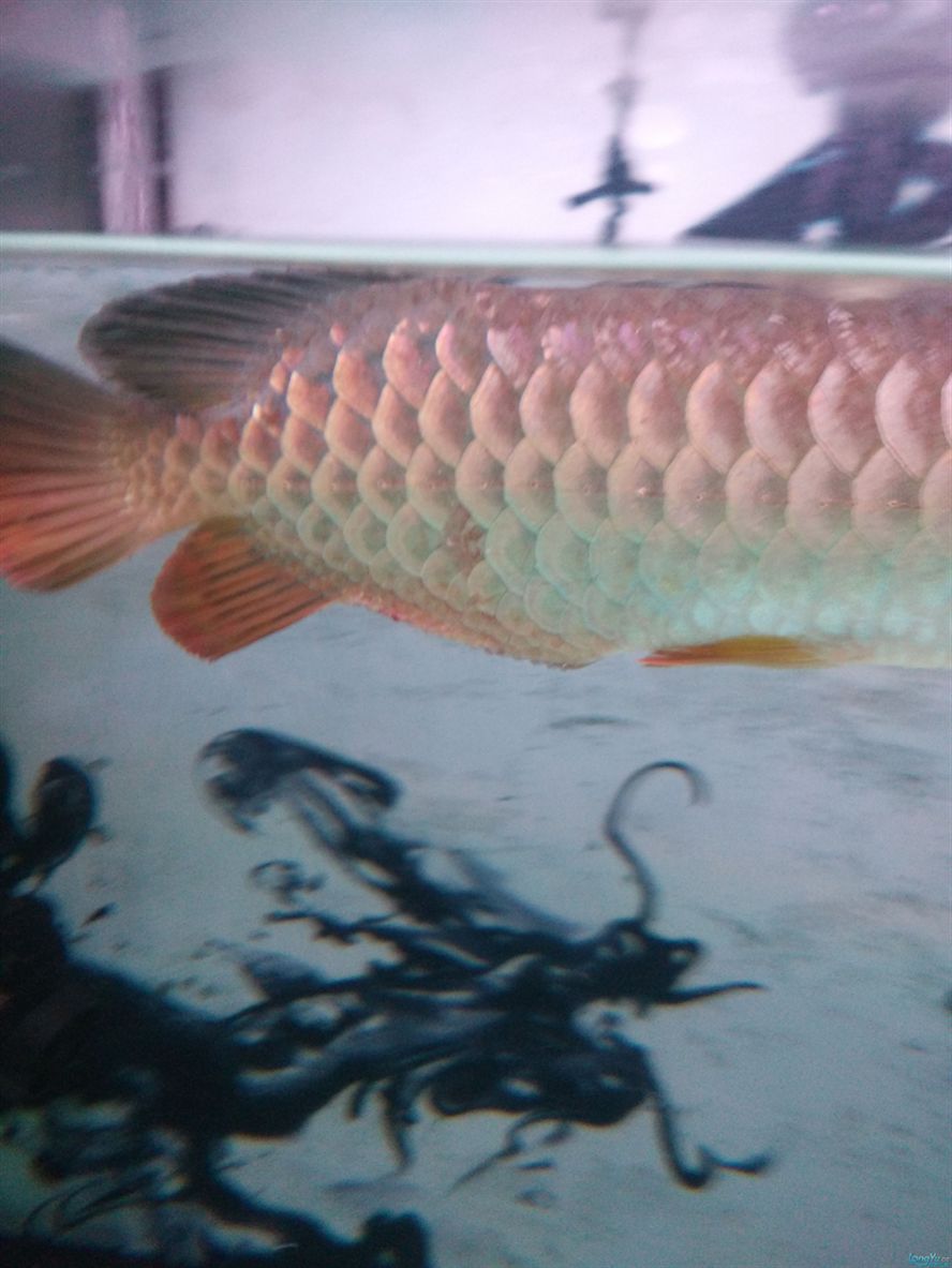 魚疼我?更疼 銀龍魚百科 第5張 魚疼我?更疼 魚疼我?更疼 銀龍魚百科 第5張