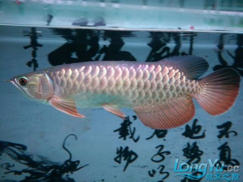 魚疼我?更疼 銀龍魚百科 第6張 魚疼我?更疼 魚疼我?更疼 銀龍魚百科 第6張