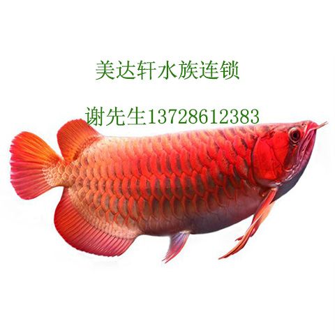 魚疼我?更疼 銀龍魚百科 第7張 魚疼我?更疼 魚疼我?更疼 銀龍魚百科 第7張