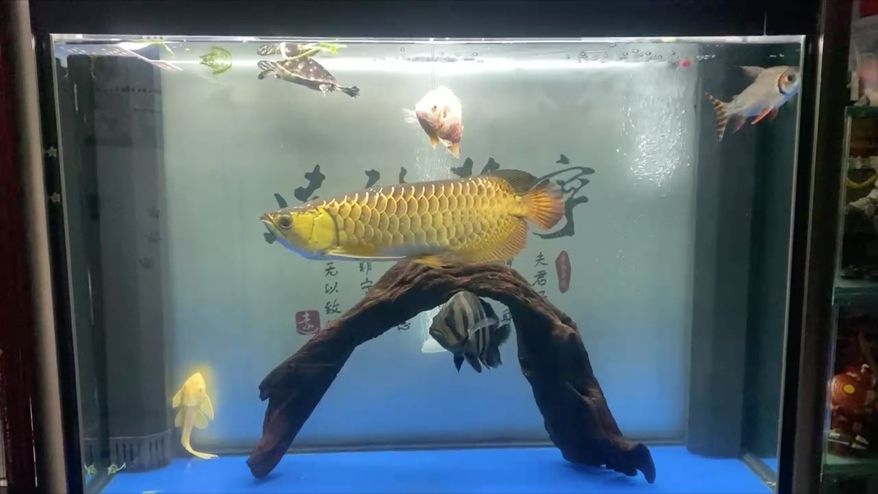 龍魚干蝦有營養嗎 換水打卡 龍魚論壇 換水打卡 換水打卡 龍魚論壇