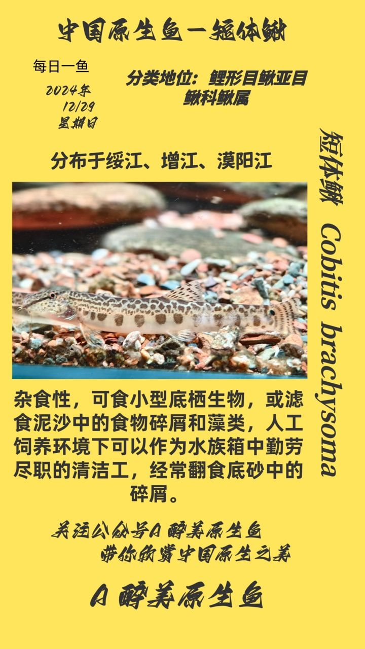 龍魚干蝦有營養嗎 短體鰍 龍魚論壇 短體鰍 短體鰍 龍魚論壇