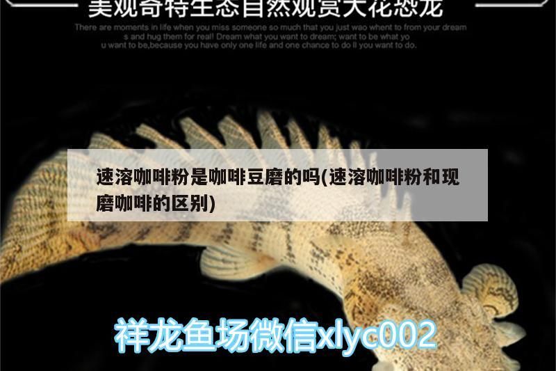 速溶咖啡粉是咖啡豆磨的嗎(速溶咖啡粉和現磨咖啡的區別)