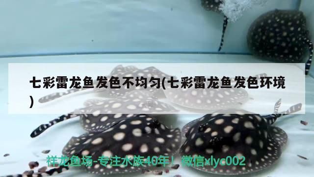 七彩雷龍魚發色不均勻(七彩雷龍魚發色環境)