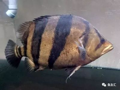 新版泰虎和老版泰虎的區別是什么：新版泰虎和老版泰虎有什么區別