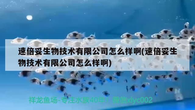 六角龍打氧應該使用哪種泵，六角龍打氧時需要注意什么 六角龍打氧應該使用哪種泵，六角龍打氧時需要注意什么 龍魚百科 第2張